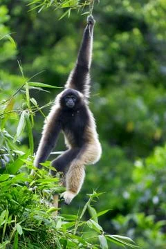 Gibbon monkey Stock Photos
