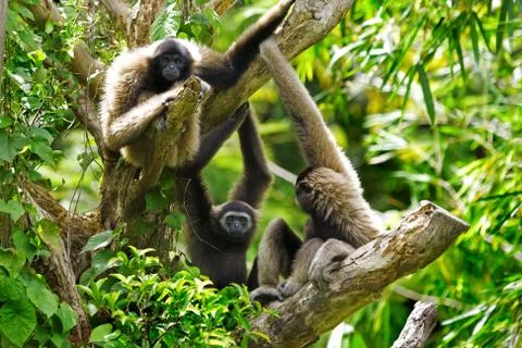 Gibbon monkey Stock Photos