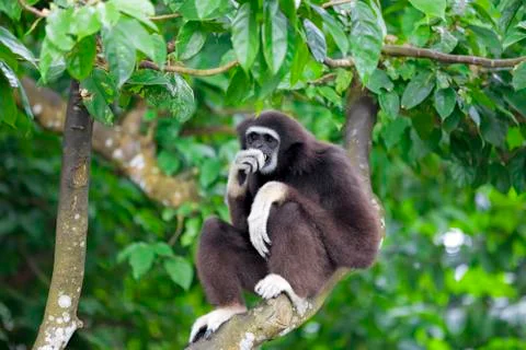 Gibbon Monkey Stock Photos