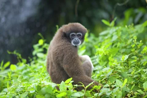 Gibbon monkey Stock Photos