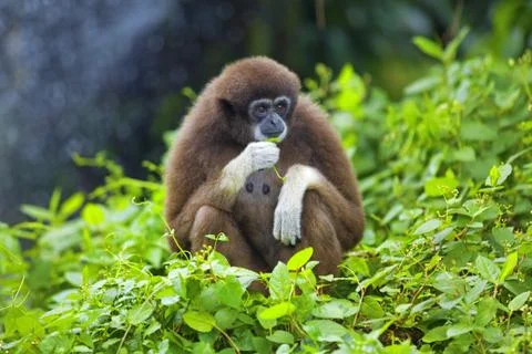 Gibbon monkey Stock Photos