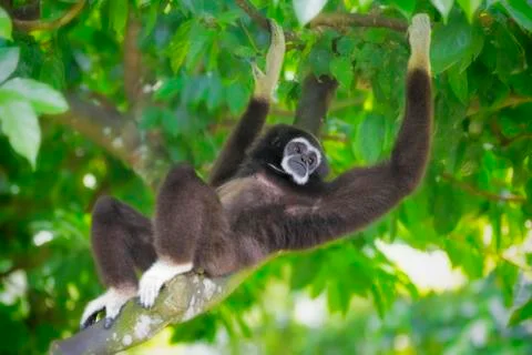 Gibbon Monkey Stock Photos