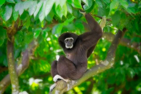 Gibbon Monkey Stock Photos