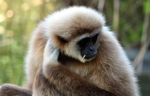 Gibbon monkey Stock Photos