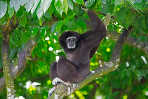 Gibbon Monkey Stock Photos