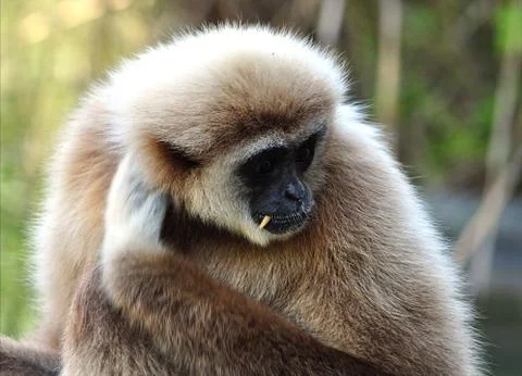 Gibbon monkey Stock Photos