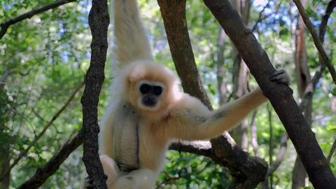 Gibbon Monkey Stock Photos