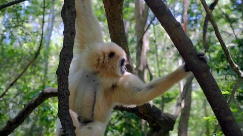 Gibbon Monkey Stock Photos
