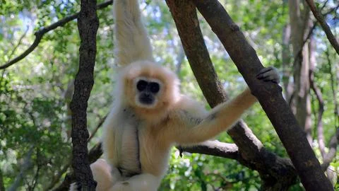 Gibbon Monkey Stock Photos