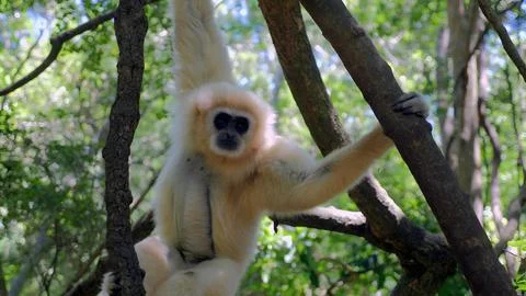 Gibbon Monkey Stock Photos