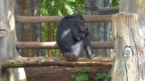 Gibbon monkey playing on tree in cage at the zoo. Stock Footage 118525395