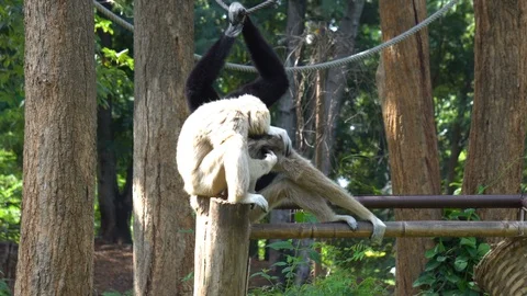 Gibbon monkey playing on tree at the zoo. Gibbons are apes Stock Footage 118525527