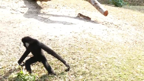 Gibbon monkey primate  playing at the Thailand zoo Stock Footage 83094788