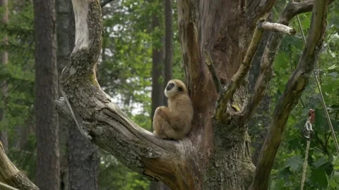 Gibbon Monkey sits in a Tree and looks up at the sky then Swings away Vídeo Stock 134663545