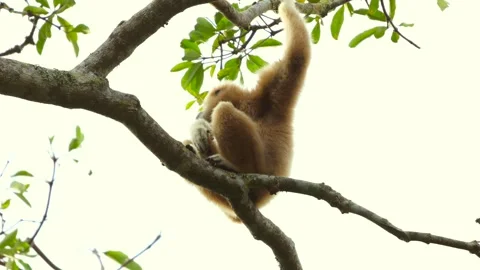 Gibbon monkey sitting on tree branch against sky background, singing Stock Footage 303815609