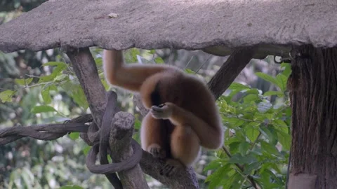 Gibbon moves gracefully through tangled branches Stock Footage 331445004