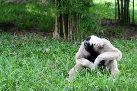 Gibbon Stock Photos
