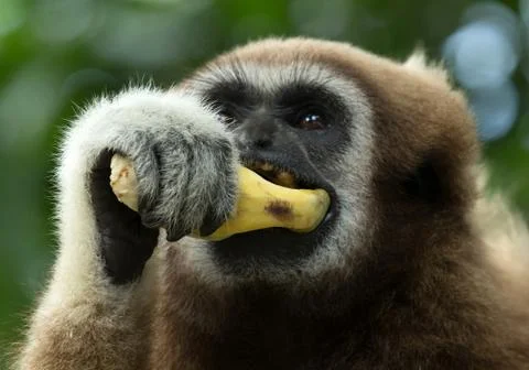 Gibbon Stock Photos