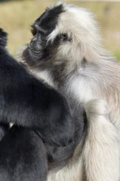 Gibbon Stock Photos