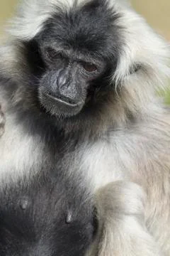 Gibbon Stock Photos