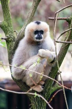 Gibbon 写真素材