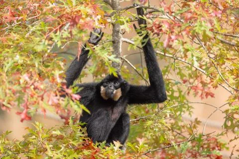 A Gibbon rests in a tree Stock Photos
