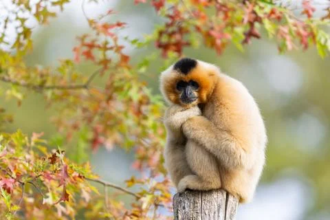 A Gibbon rests in a tree Foto stock
