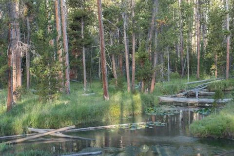 Gibbon River Forest Stock Photos