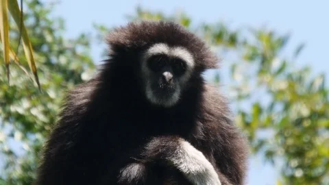 Gibbon Sitting Stock Footage 75486941