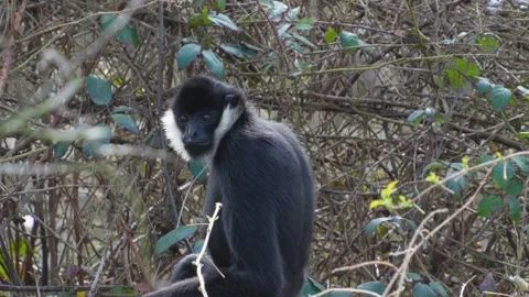 Gibbon sitting Stock Footage 270894168