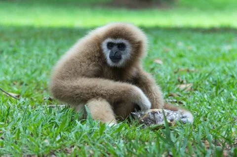 Gibbon sitting on the grass in the forest Stock Photos