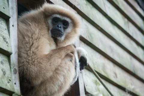 Gibbon staring Stock Photos