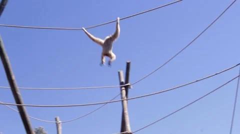 Gibbon Swing on Ropes Stock Footage 41431081