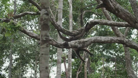 Gibbon Swinging Through Tree Sitting on Branch, Borneo, Indonesia Stock Footage 144576465