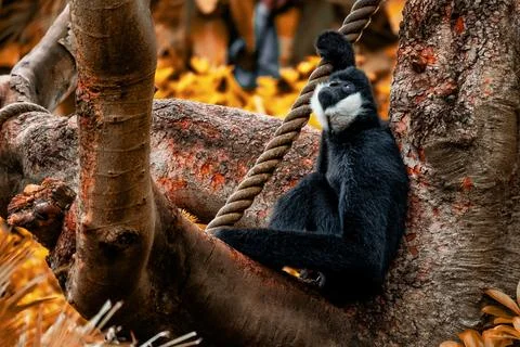 Gibbon in Thought Stock Photos