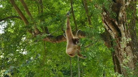 Gibbon on tree. Video stock 64281364