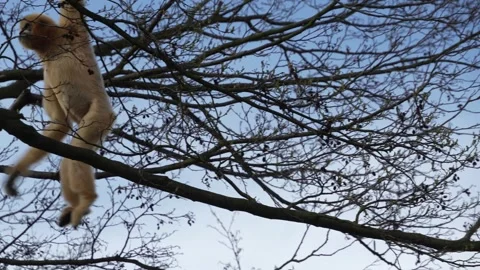  A gibbon on a tree Stock Footage 270540107