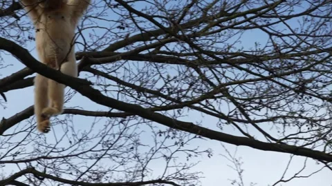 A gibbon in a tree Stock Footage 270839936