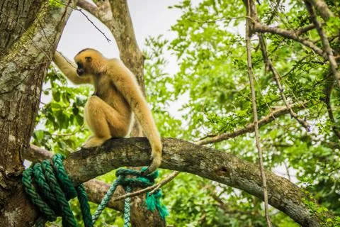 Gibbon on the tree Stock Photos
