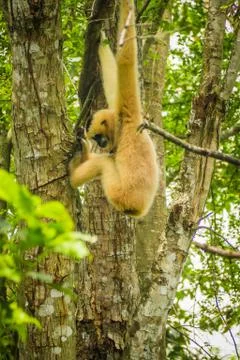 Gibbon on the tree Foto stock