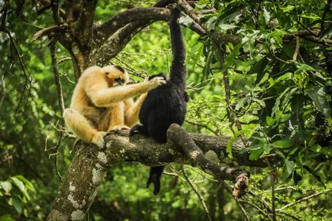 Gibbon on the tree Stock Photos