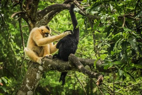 Gibbon on the tree Stock Photos