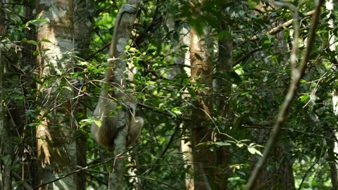Gibbon in tree sitting and jumping Stock Footage 130967844