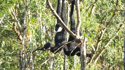 Gibbon two black crested playing china rare Stock Footage 130567924