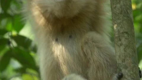 Gibbon white hanging in tree closeup Stock Footage 130967083