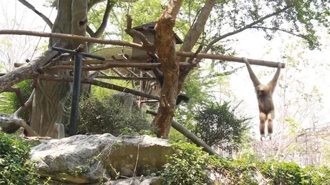 Gibbon in the zoo 스톡 동영상 72794787