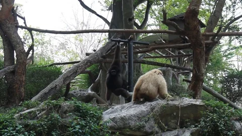 Gibbon in the zoo 스톡 동영상 72797818
