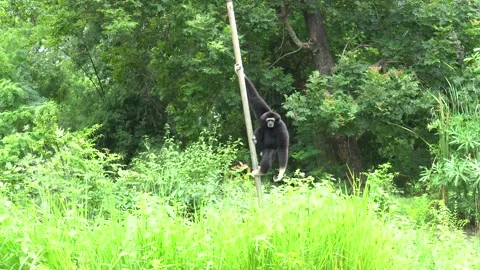 Gibbon in the zoo Video stock 203113643