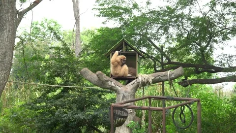 Gibbon in the zoo Video stock 203113645