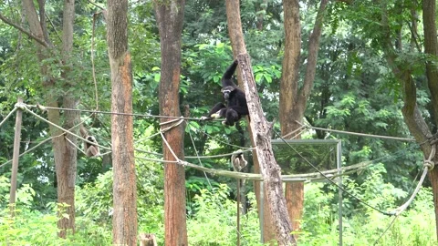 Gibbon in the zoo Video stock 203113651